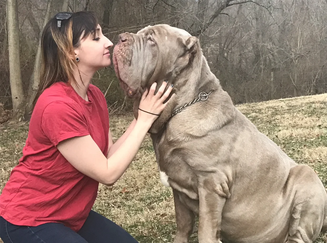A woman in a red shirt gently holds the face of a large, wrinkled gray mastiff dog—possibly at a dog training or animal rescue event—looking into its eyes in an outdoor grassy area with trees in the background.
