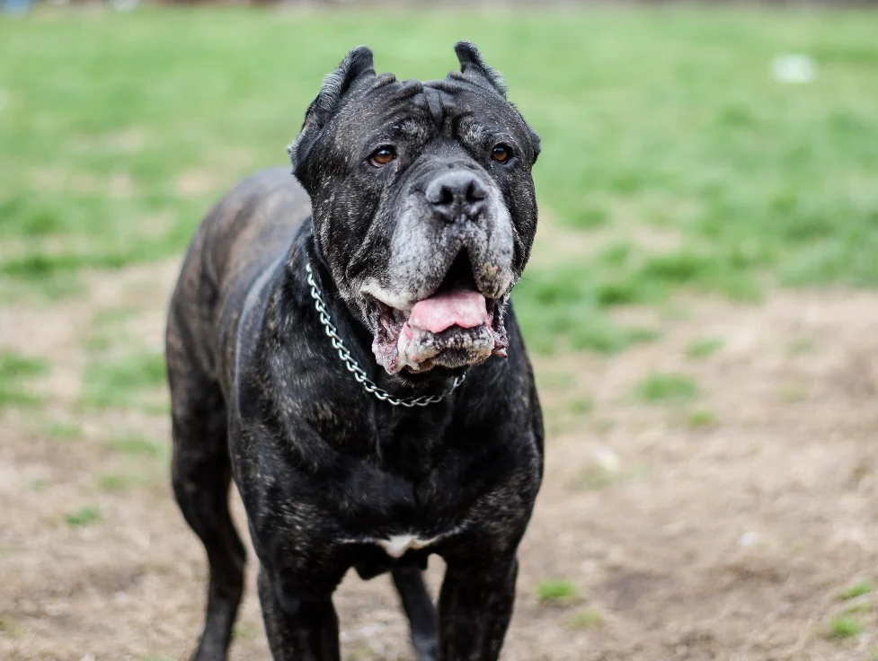 A large black and brindle dog with cropped ears and a silver chain collar stands on grass and dirt, looking forward with its mouth slightly open—showcasing the confidence gained from dog training and animal rescue efforts.